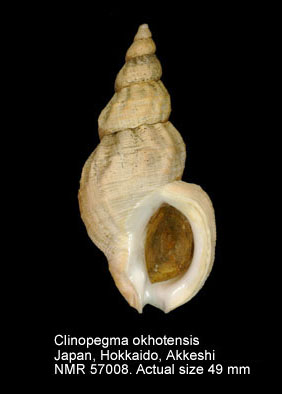 Clinopegma okhotensis.jpg - Clinopegma okhotensis(Dall,1925) 